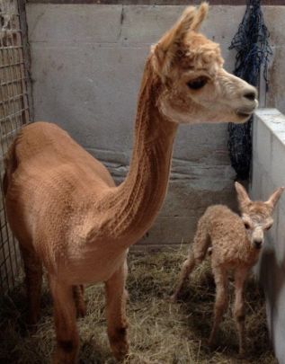 naomi the baby alpaca.jpg
